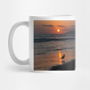 Heermann’s gull at sunset on Zuma beach. Mug